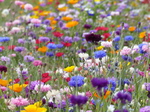 FZ030493 Wild flowers in Barry.jpg